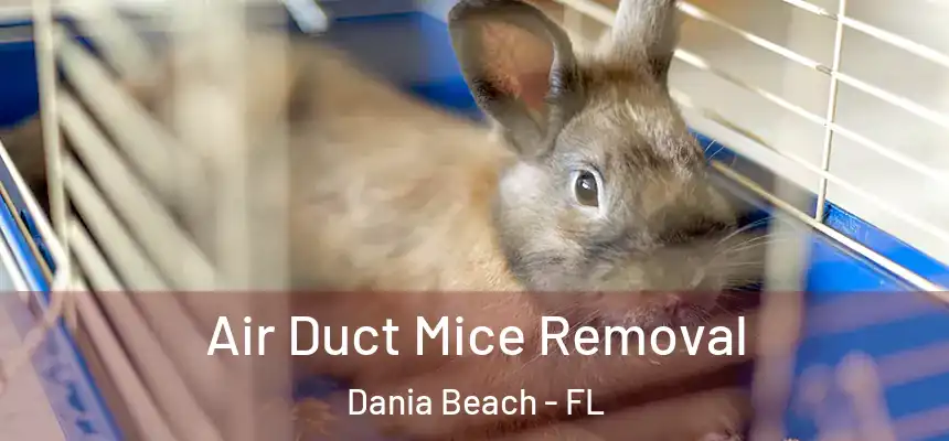 Air Duct Mice Removal Dania Beach - FL